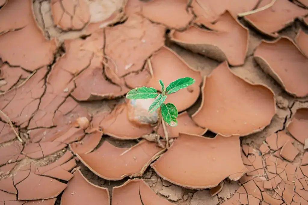 La crisis del cambio climático amenaza con extender la sequía a millones de personas
