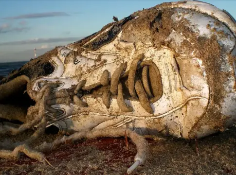 El misterio del Mar de los Salish: por qué siguen apareciendo zapatillas con pies humanos dentro en esta playa El misterio del Mar de los Salish: por qué siguen apareciendo zapatillas con pies humanos dentro en esta playa