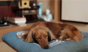 No pueden prohibirte tener mascota en tu vivienda