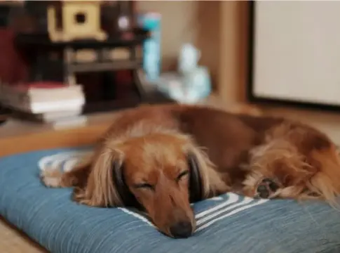 No pueden prohibirte tener mascota en tu vivienda No pueden prohibirte tener mascota en tu vivienda