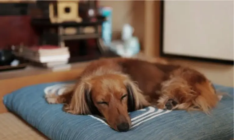 No pueden prohibirte tener mascota en tu vivienda