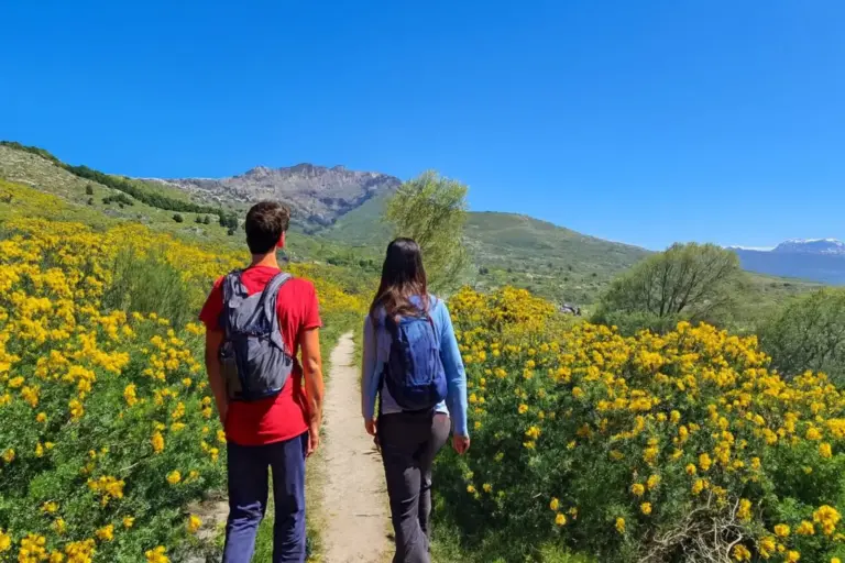 Ruta del Cambroño 2026: mapa y coordenadas para ver la mejor floración de la Comunidad