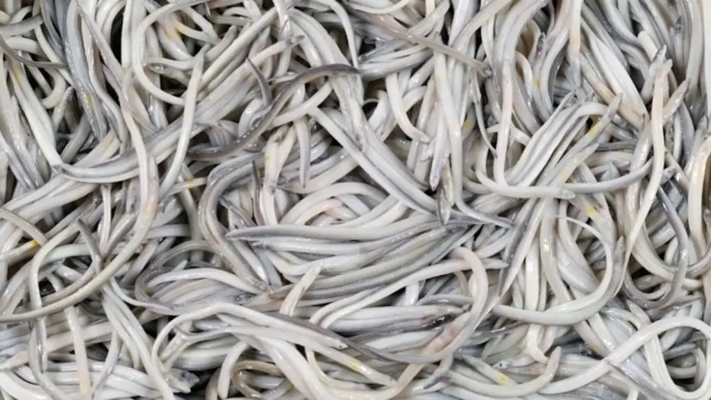 Una especie en peligro y un debate social