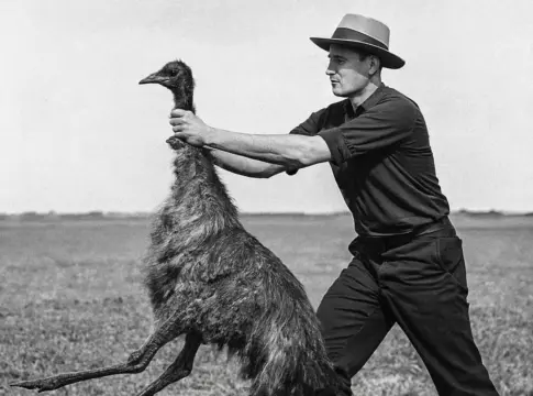 El único ejército moderno que perdió una guerra contra pájaros: ametralladoras vs emúes El único ejército moderno que perdió una guerra contra pájaros: ametralladoras vs emúes