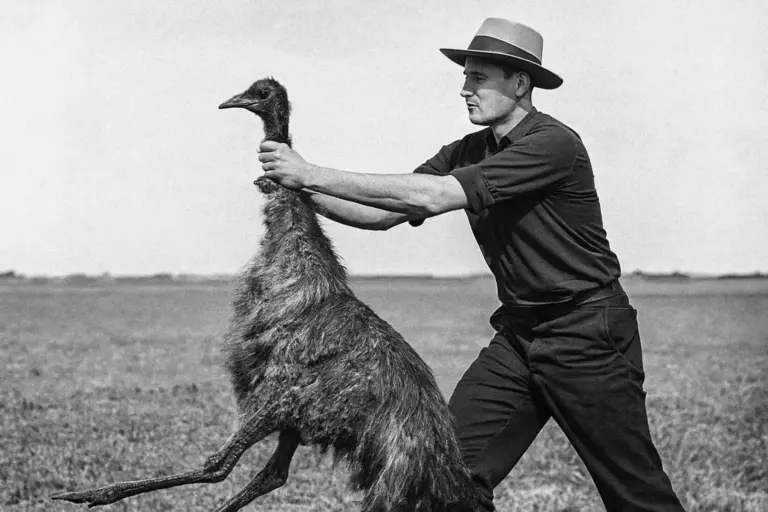 El único ejército moderno que perdió una guerra contra pájaros: ametralladoras vs emúes