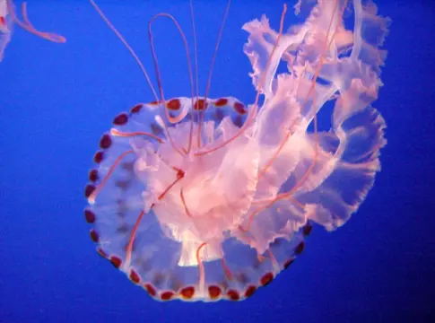 ¿Las medusas duermen? La ciencia confirma que las criaturas sin cerebro descansan como tú ¿Las medusas duermen? La ciencia confirma que las criaturas sin cerebro descansan como tú