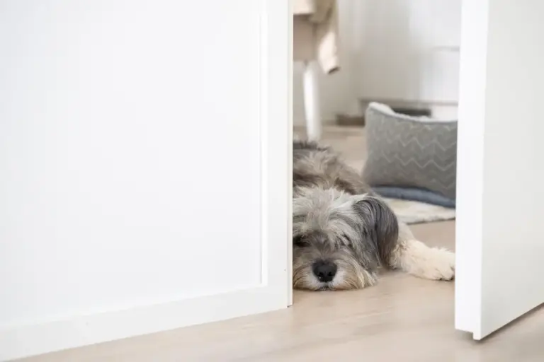 La ciencia por fin explica por qué tu perro da vueltas en círculos antes de hacer caca