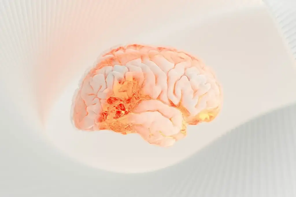 Inspiración tecnológica: captan una señal inédita en el cerebro humano que cambiará la informática 3 Científicos han detectado un nuevo patrón de señal en el cerebro humano que podría inspirar arquitecturas de inteligencia artificial mucho más avanzadas