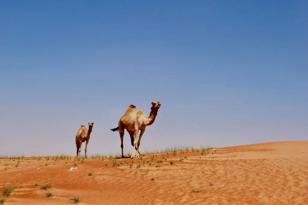 Enterrar reservas de agua bajo el desierto se convierte en la gran apuesta de Emiratos Árabes para protegerse de la escasez hídrica