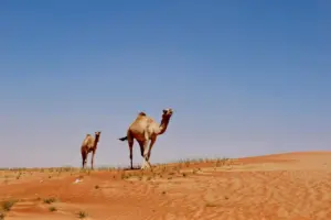 Enterrar reservas de agua bajo el desierto se convierte en la gran apuesta de Emiratos Árabes para protegerse de la escasez hídrica