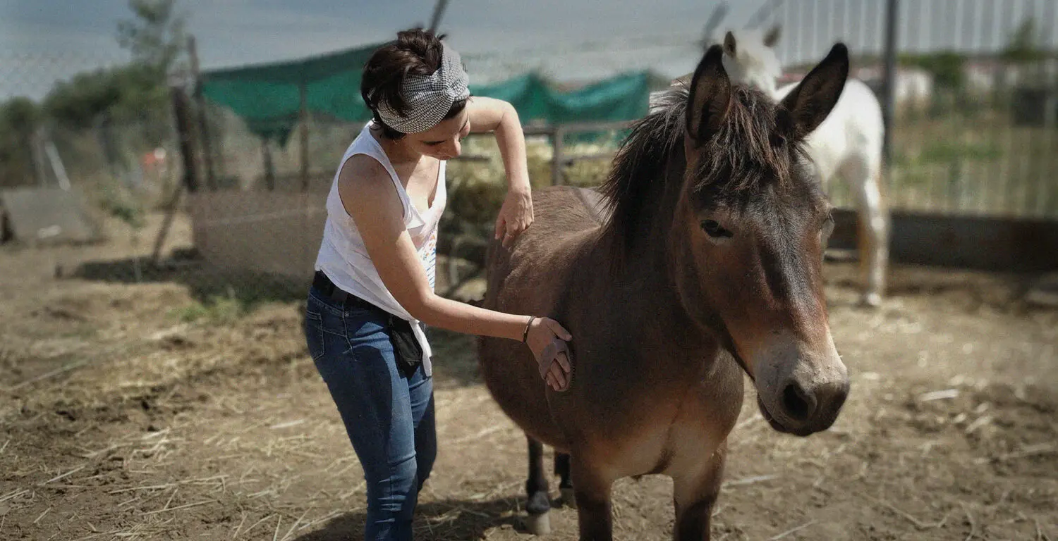 La protectora Siempre Fiel de Salamanca lanza un SOS: necesita ayuda urgente para 70 perros 1 protectora busca ayuda urgente