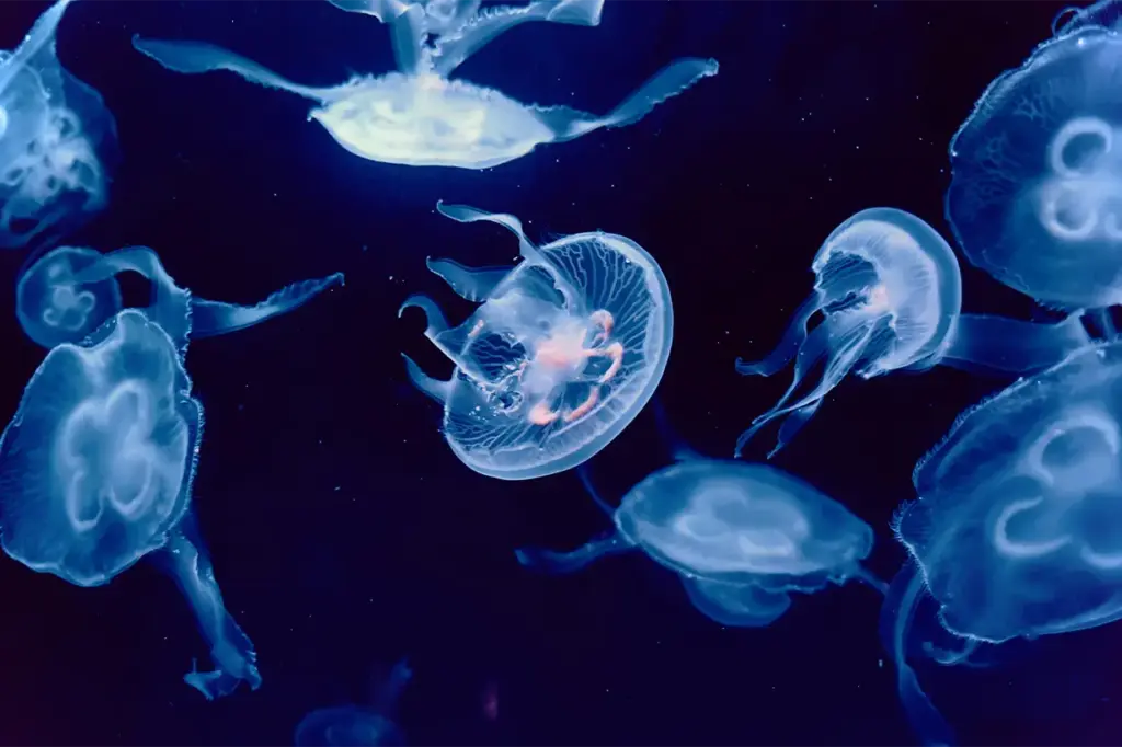 Medusas en el espacio: el experimento de la NASA que terminó con 60.000 ejemplares en órbita 1 La NASA envió unas 60.000 medusas al espacio para estudiar cómo afecta la ingravidez a su desarrollo y orientación