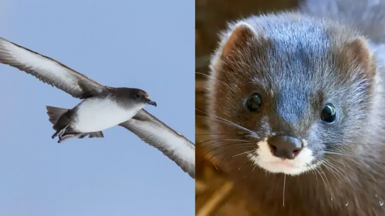 Dos iniciativas para proteger a la pardela balear y al visón europeo, ganadoras de la primera Convocatoria de ayudas Fundación Endesa a proyectos de Biodiversidad