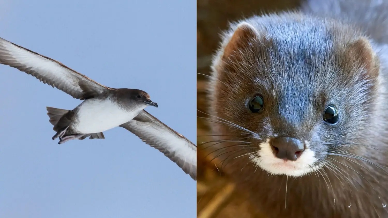 Pardela balear y visón europeo.jpg