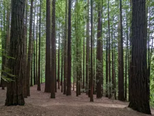 Cuándo visitar las secuoyas de Cantabria, el bosque con las 848 secuoyas más grandes de Europa.