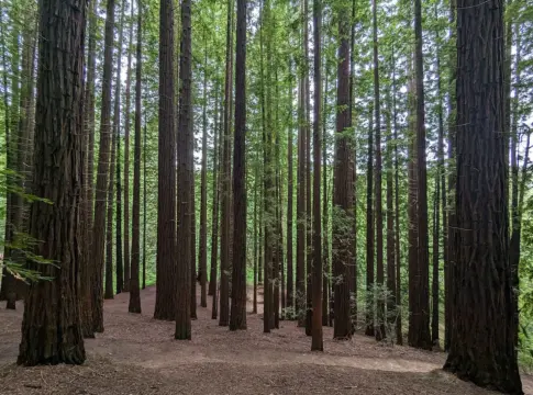 Cuándo visitar las secuoyas de Cantabria, el bosque con las 848 secuoyas más grandes de Europa. Cuándo visitar las secuoyas de Cantabria, el bosque con las 848 secuoyas más grandes de Europa.