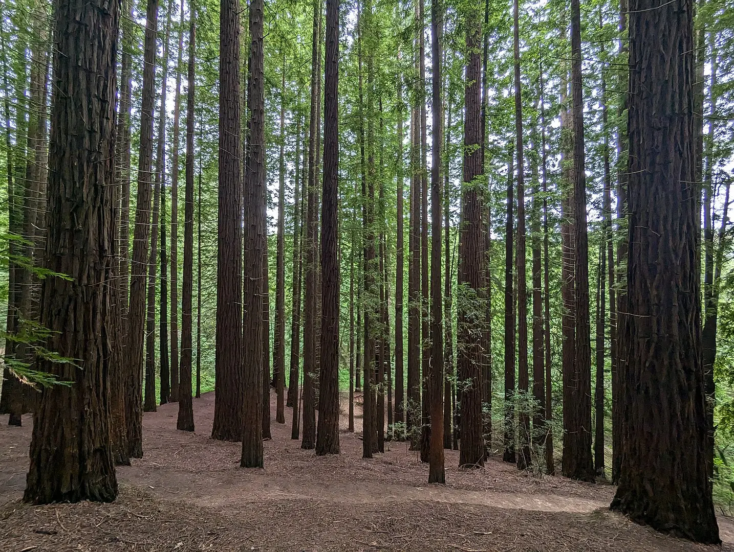 Cuándo visitar las secuoyas de Cantabria, el bosque con las 848 secuoyas más grandes de Europa. Cuándo visitar las secuoyas de Cantabria, el bosque con las 848 secuoyas más grandes de Europa.