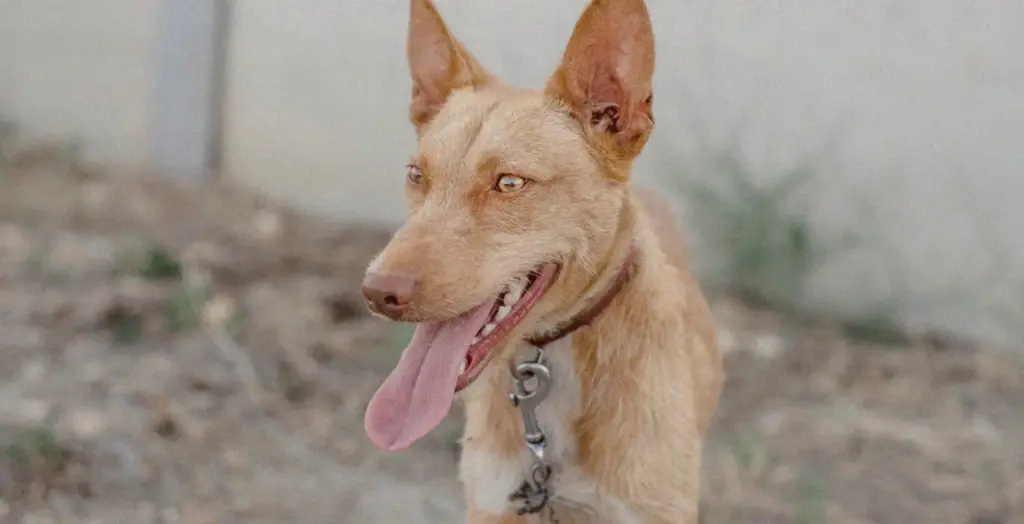 Un perro de la protectora Hoope, en Torrejón de Ardoz