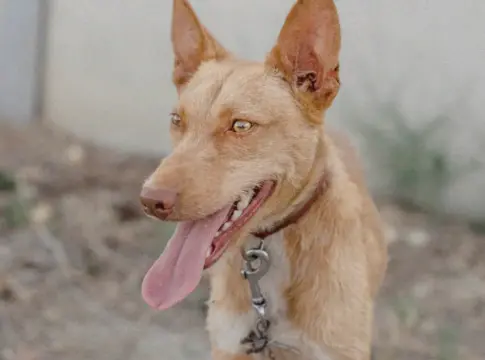 Un perro de la protectora Hoope, en Torrejón de Ardoz Un perro de la protectora Hoope, en Torrejón de Ardoz
