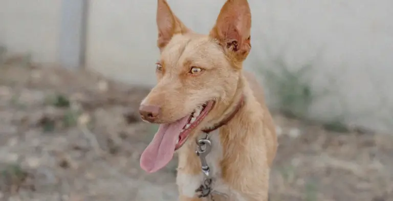 Protectora denuncia la devolución forzosa de cachorra a propietario que no la cuidará