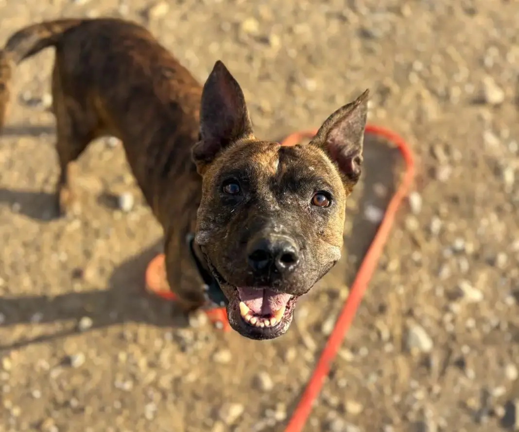 Uno de los animales de la protectora HOOPE de Torrejón de Ardoz