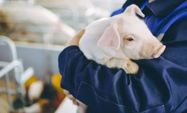 TÜV SÜD y Adespofa acreditan que más de 150 explotaciones porcinas de Murcia desarrollan su actividad de manera respetuosa con el medio ambiente