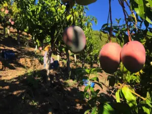 El campo español tiembla con la 'invasión' de fruta barata que viene de Sudamérica y cambiará tu cesta de la compra