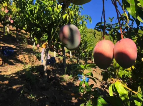 El campo español tiembla con la 'invasión' de fruta barata que viene de Sudamérica y cambiará tu cesta de la compra El campo español tiembla con la 'invasión' de fruta barata que viene de Sudamérica y cambiará tu cesta de la compra