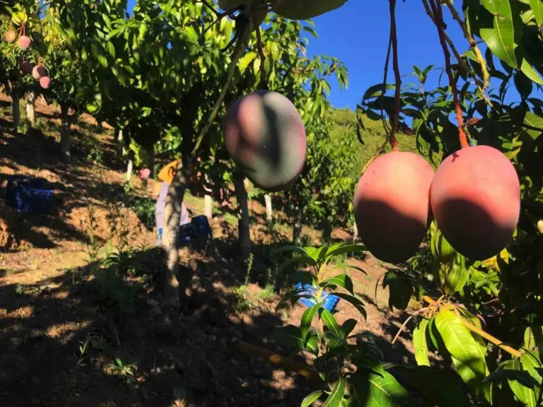 El campo español tiembla con la 'invasión' de fruta barata que viene de Sudamérica y cambiará tu cesta de la compra