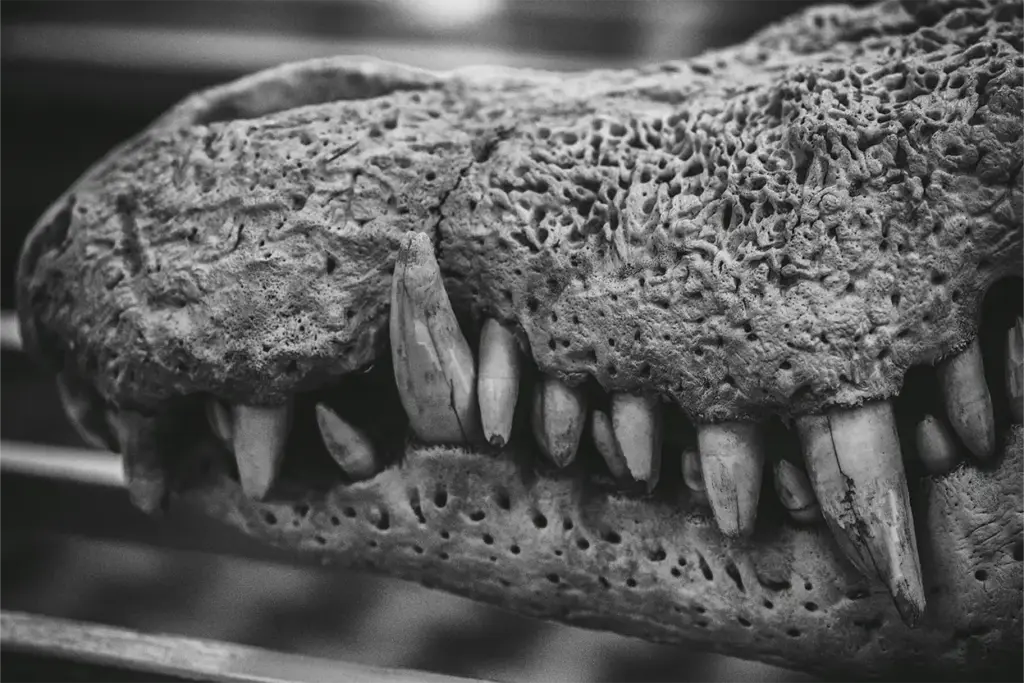 Cocodrilos a dos patas: el fósil de 225 millones de años que cambia la historia de los reptiles 1 El fósil de un cocodrilo bípedo de hace 225 millones de años obliga a reescribir la evolución de los reptiles
