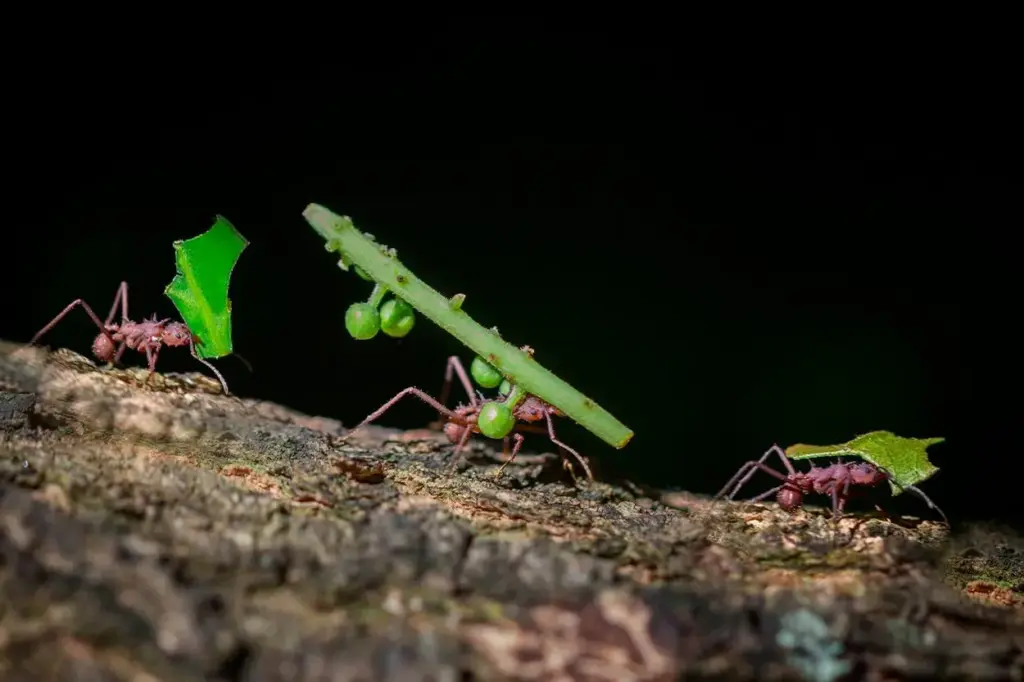 Este insecto posee un sistema interno que le permite orientarse con la luz de la Luna