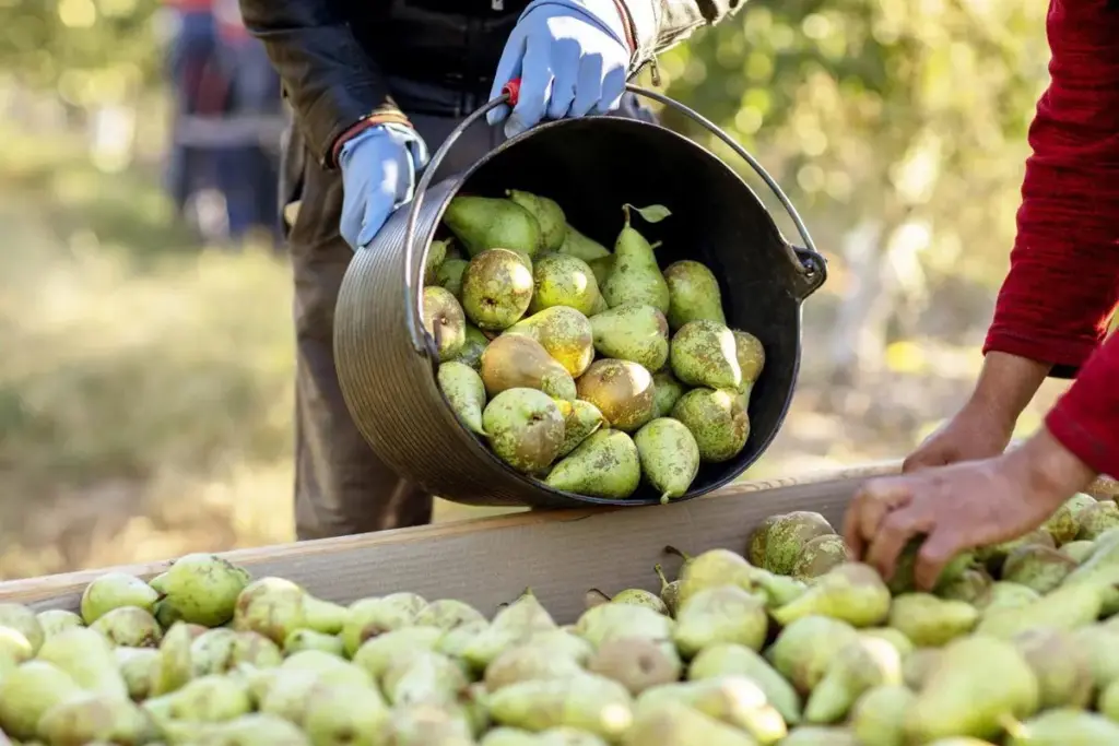 El campo español tiembla con la 'invasión' de fruta barata que viene de Sudamérica y cambiará tu cesta de la compra 23 Fruta más barata en el súper, pero más presión para el agricultor
