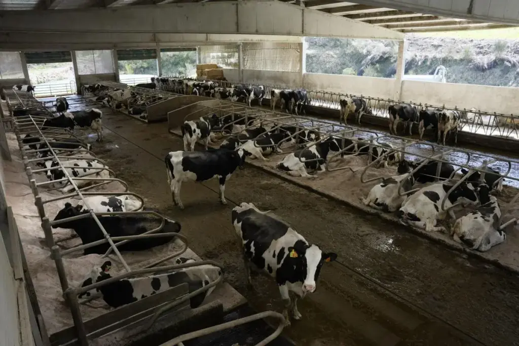 "Choca con la ley": La leche barata que entra desde Francia y Portugal preocupa a los ganaderos 1 "Choca con la ley": La leche barata que entra desde Francia y Portugal preocupa a los ganaderos