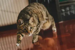 La ciencia por fin explica el famoso reflejo de los gatos que les ayuda a enderezarse durante una caída