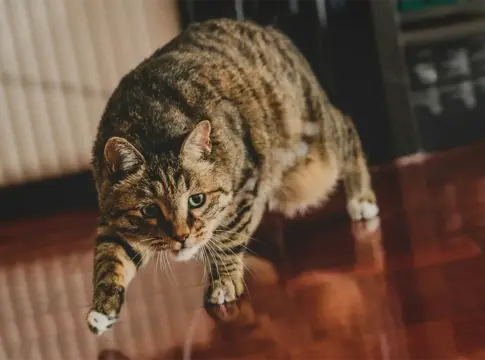 La ciencia por fin explica el famoso reflejo de los gatos que les ayuda a enderezarse durante una caída La ciencia por fin explica el famoso reflejo de los gatos que les ayuda a enderezarse durante una caída