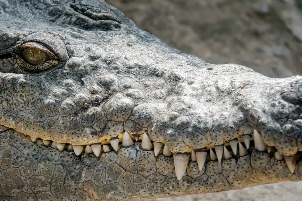 Cocodrilos a dos patas: el fósil de 225 millones de años que cambia la historia de los reptiles 2 La sorprendente anatomía de este fósil demuestra que los antiguos reptiles eran más diversos de lo que se pensaba