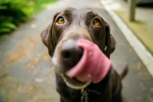 Las mascotas ya pueden identificarse por su rostro en lugar del microchip habitual