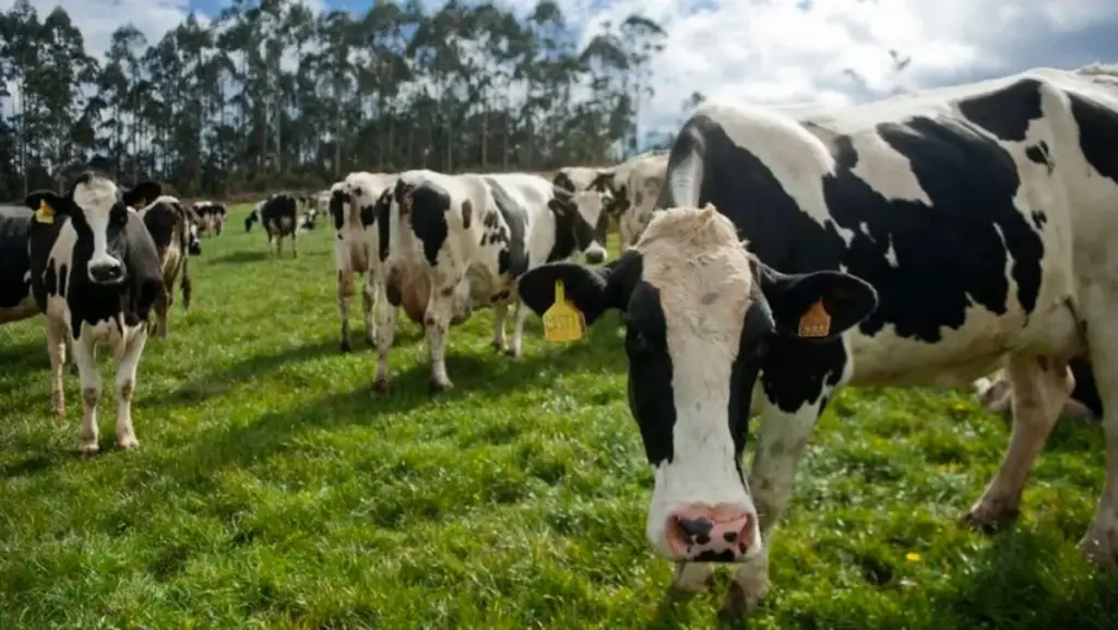 "Choca con la ley": La leche barata que entra desde Francia y Portugal preocupa a los ganaderos 2 "Choca con la ley": La leche barata que entra desde Francia y Portugal preocupa a los ganaderos