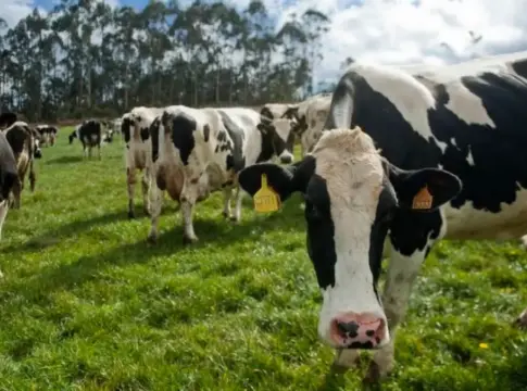 Leche ganaderos 9 céntimos