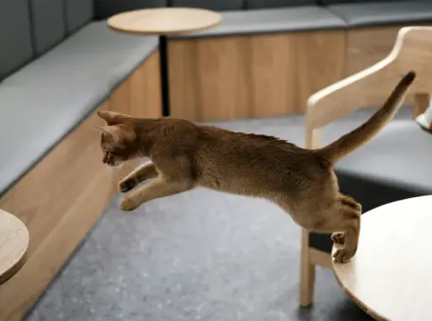 Misterio resuelto: tras 130 años, la ciencia explica por qué los gatos siempre caen de pie Misterio resuelto: tras 130 años, la ciencia explica por qué los gatos siempre caen de pie