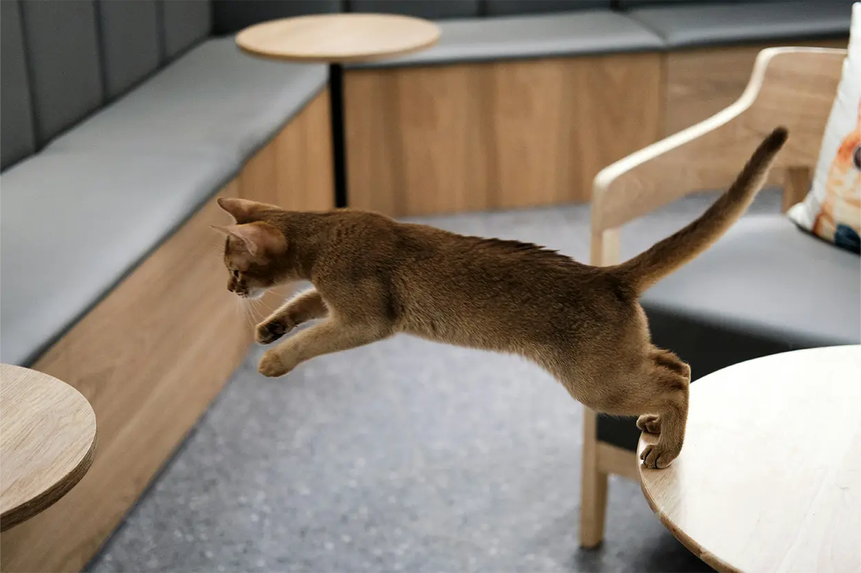 Misterio resuelto: tras 130 años, la ciencia explica por qué los gatos siempre caen de pie Misterio resuelto: tras 130 años, la ciencia explica por qué los gatos siempre caen de pie