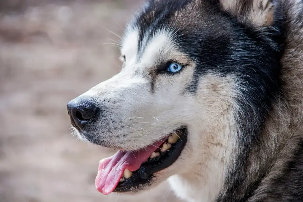 Nuevo sistema biométrico para perros y gatos que usa la cara como identificador único