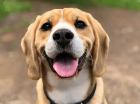Reconocimiento facial para mascotas que reemplaza el microchip tradicional con Face ID Reconocimiento facial para mascotas que reemplaza el microchip tradicional con Face ID