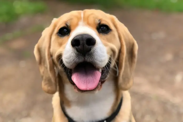 Reconocimiento facial para mascotas que reemplaza el microchip tradicional con Face ID