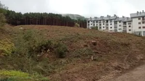 Talar árboles ajenos por un conflicto de lindes acaba en sanciones de 300.000 euros