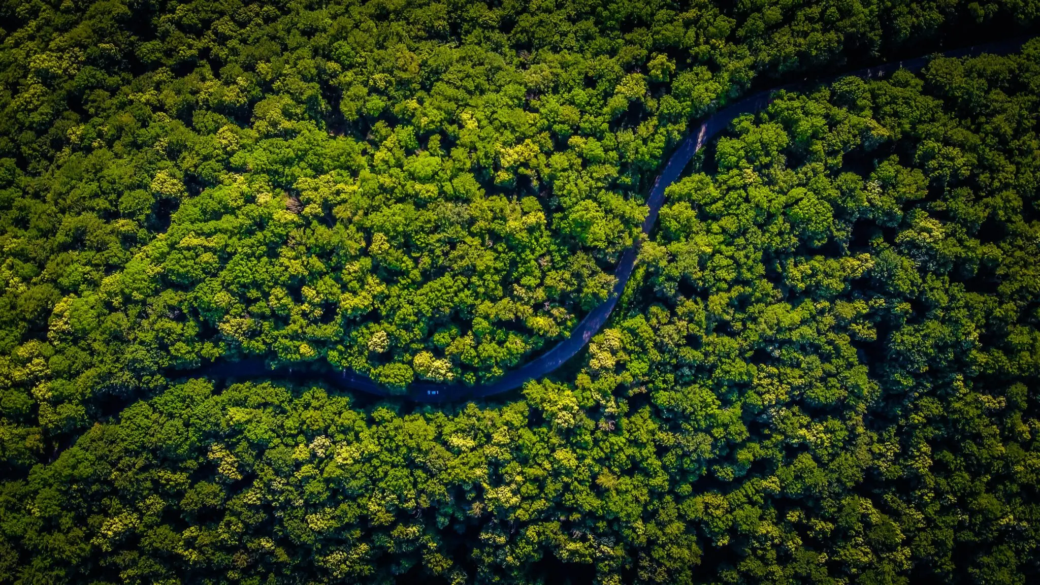 fotografía de naturaleza
