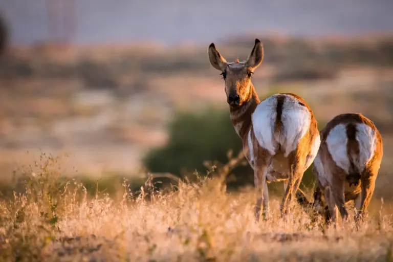 15 instantáneas ganadoras del Wildlife Photographer of the Year