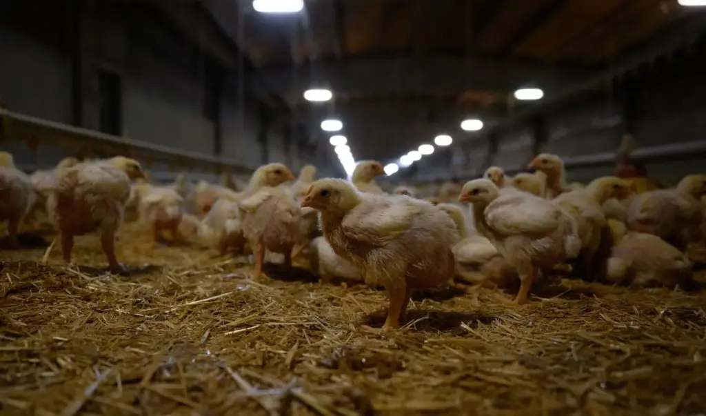 Pollos bebés en una granja española