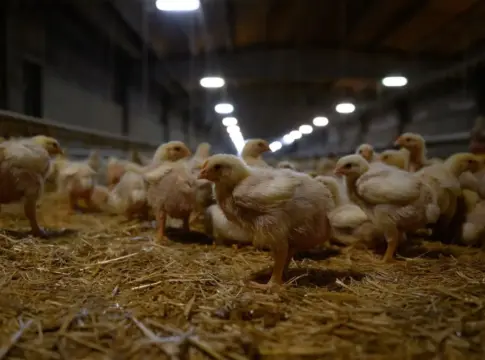 Pollos bebés en una granja española Pollos bebés en una granja española