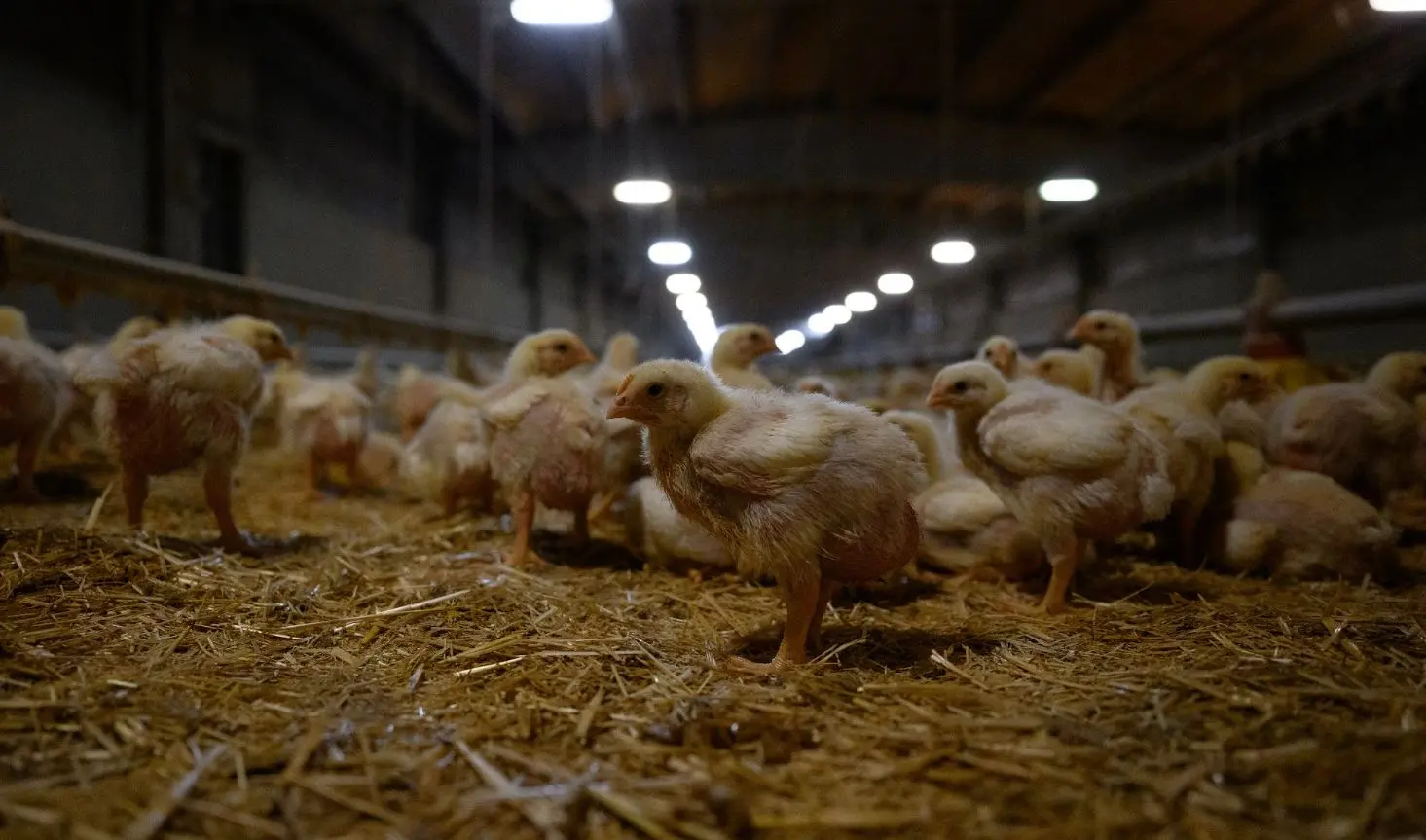 Pollos bebés en una granja española Pollos bebés en una granja española